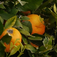 Photo de Espagne - Benahavis, un village blanc andalous